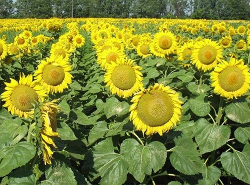 В Україні може зрости вартість соняшника фото, ілюстрація
