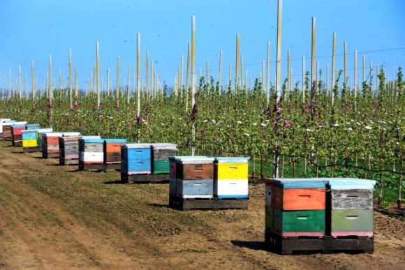В Молдові фермерів зобов'язали попереджати бджолярів про обробку полів поблизу пасік фото, ілюстрація