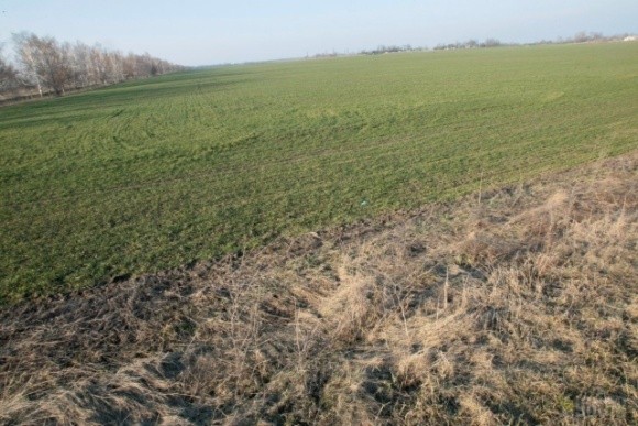 На Одещині фермер втратив через посуху весь урожай і наклав на себе руки фото, ілюстрація