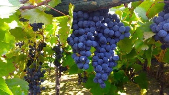 На Одещині вже зібрали майже 32 тис. т винограду фото, ілюстрація