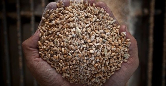 Фермери на окупованих територіях змушені продавати зерно за цінами, в рази нижчими за ринкові фото, ілюстрація