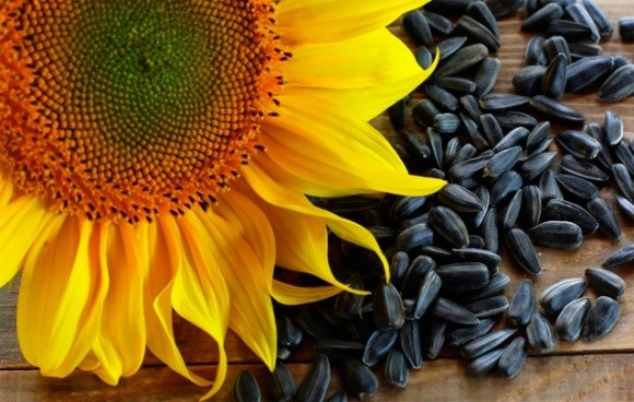 В Україні знижуються ціни на соняшник на тлі невизначеності на ринку олії фото, ілюстрація