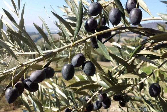 В Україні фермери трьох регіонів можуть вирощувати оливки фото, ілюстрація