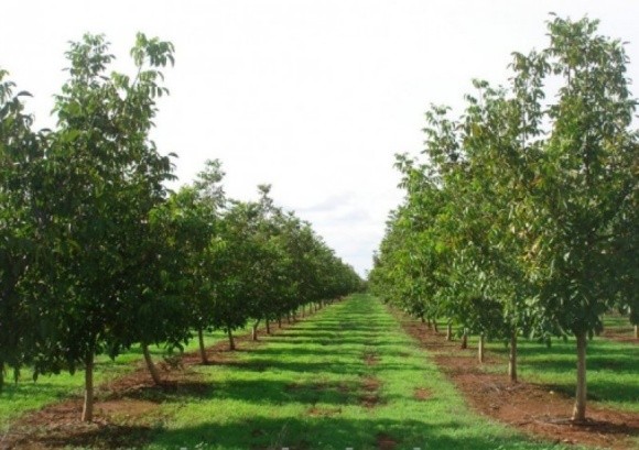 На Рівненщині висадять горіховий сад на 50 га фото, ілюстрація