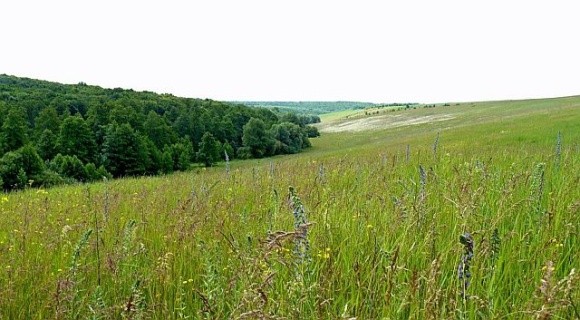 На Львівщині орендар розорав пасовище: суд розірвав договір оренди фото, ілюстрація