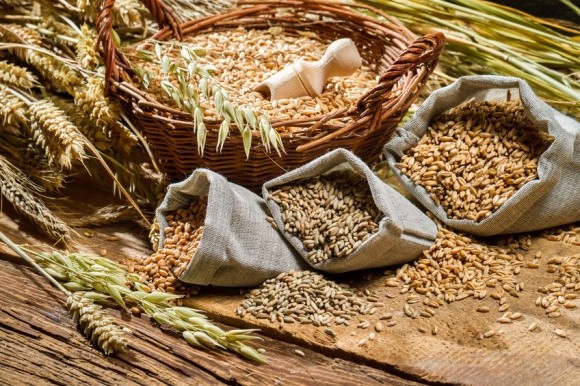 Как влияет колебание температур на качество пшеницы? фото, иллюстрация