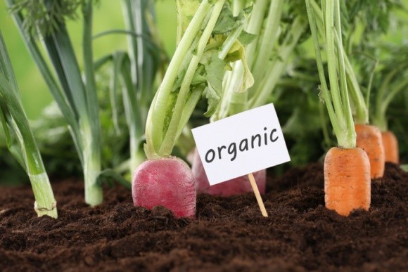 Хочете купити "органіку" — укладіть договір на майбутній урожай, — експерт фото, ілюстрація