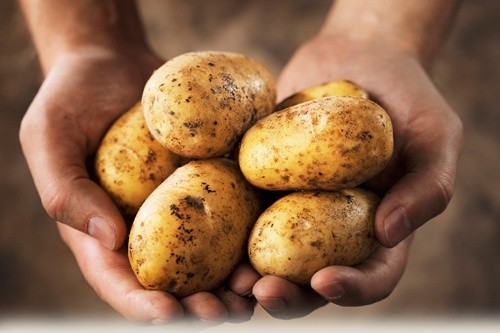 Ціни на картоплю в Україні побили рекордні показники експорту фото, ілюстрація
