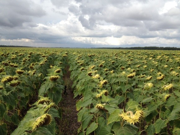 Погода сприяє врожаю соняшнику і кукурудзи - Укргідрометцентр фото, ілюстрація