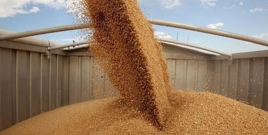 Експорт зерна нового врожаю перевищив 12 мільйонів тонн  фото, ілюстрація