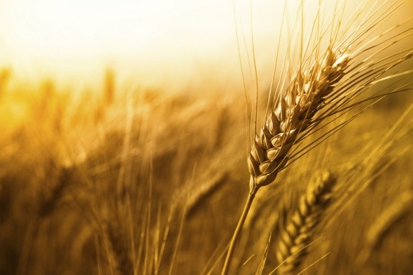 Єгипет хоче збільшити площі під пшеницею на 20% фото, ілюстрація