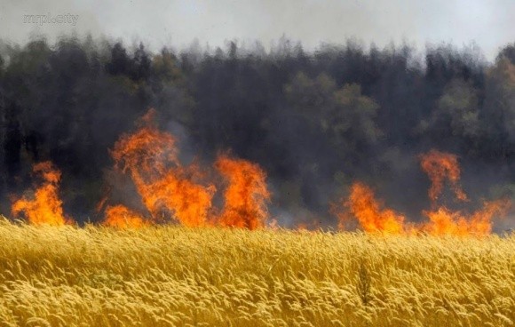 У Запорізькій області згоріло 94 га пшениці фото, ілюстрація