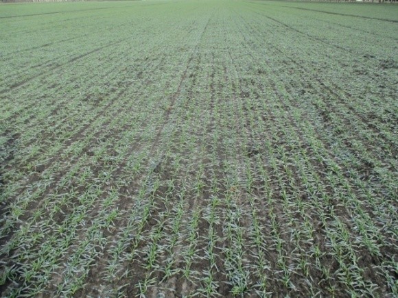Какое состояние всходов озимой пшеницы на юге Украины накануне зимы? фото, иллюстрация