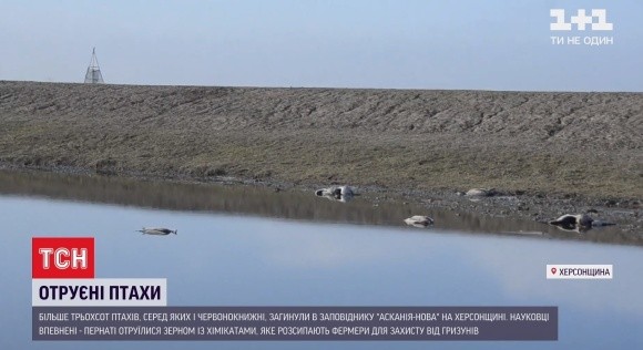 Україні загрожує міжнародний скандал через масову загибель червонокнижних птахів у заповіднику «Асканія-Нова» фото, ілюстрація
