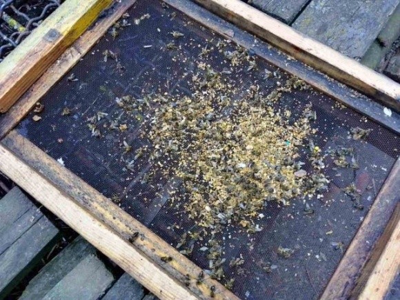 На Одещині зафіксували масове отруєння бджіл фото, ілюстрація