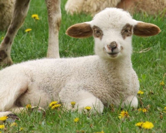 Вирощувати овець на м'ясо набагато вигідніше, ніж на шерсть, - експерти фото, ілюстрація