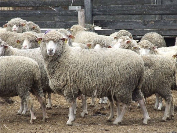 На Сумщині виводитимуть овець фото, ілюстрація