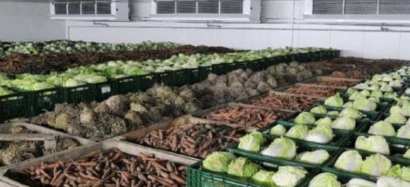 В Україні заготовляти овочі стає невигідно фото, ілюстрація