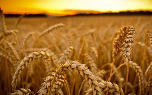 Саудівська Аравія пом'якшила вимоги до якості причорноморської пшениці фото, ілюстрація