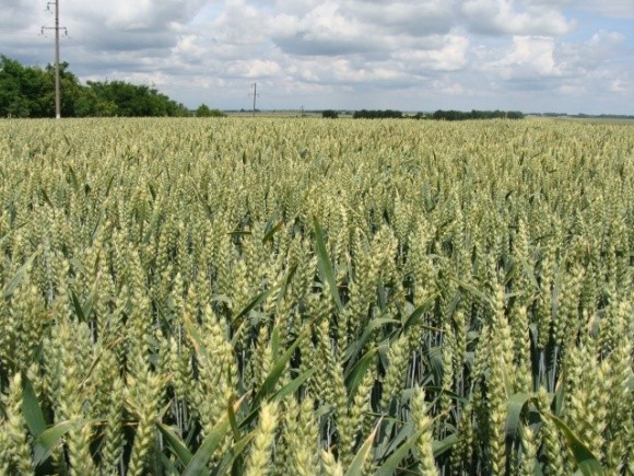 Чому пшениця випадає на пізніх стадіях вегетації? фото, ілюстрація