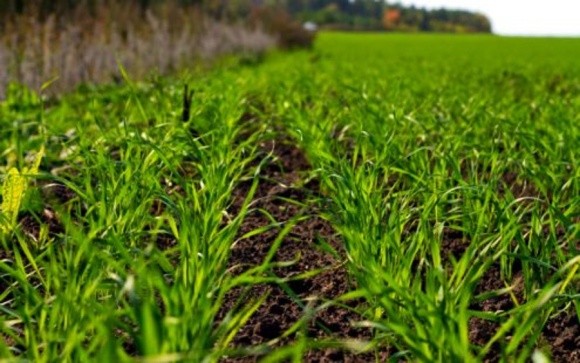 Держспоживслужба повідомила про фітосанітарний стан посівів зернових фото, ілюстрація