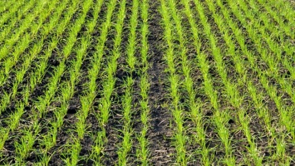 Озимі зернові проти бур'янів: чим краще захистити посіви? фото, ілюстрація