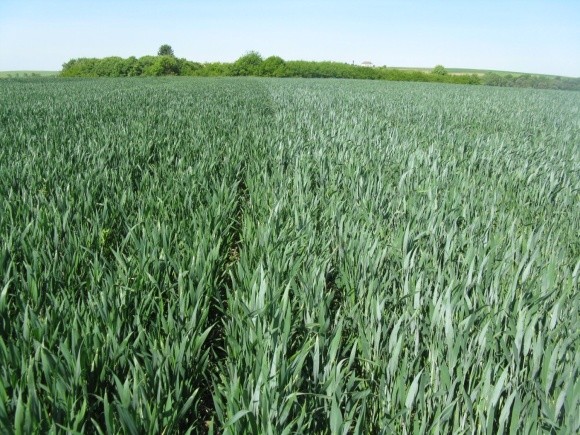 Рентабельність озимої пшениці зростатиме фото, ілюстрація