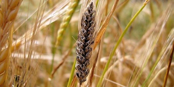 В озимій пшениці на Кіровоградщині виявили мікологічні хвороби фото, ілюстрація