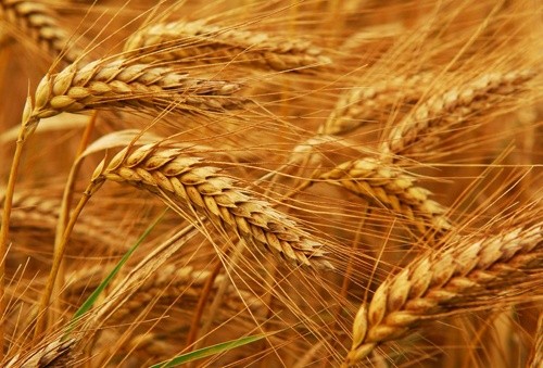 Споживання пшениці в світі в 2019-20 МГ складе 752 млн. тон, - IGC фото, ілюстрація