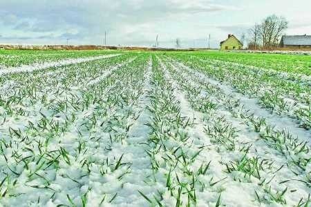 В Україні сходи озимих зернових культур отримано на 98% засіяних площ фото, ілюстрація