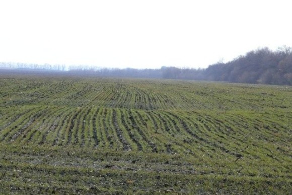 Науковці оцінили стан посівів озимих культур в Україні у першій декаді березня фото, ілюстрація