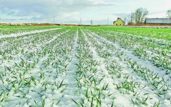 Агролайфхак: захист озимої пшениці взимку фото, ілюстрація