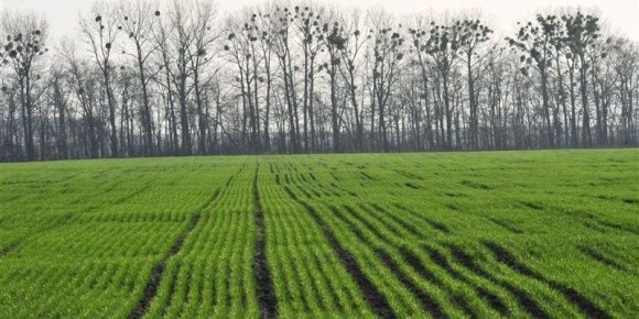 Слабкі та зріджені посіви озимих зернових культур скоротилися до 14% фото, ілюстрація