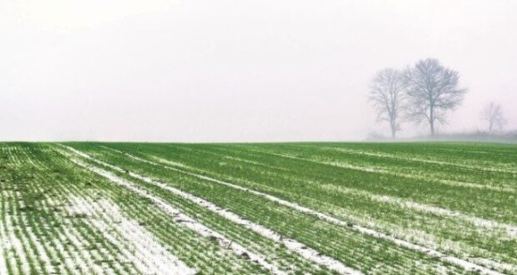 На Рівненщині склалися малосприятливі погодні умови для перезимівлі озимих сільськогосподарських культур фото, ілюстрація