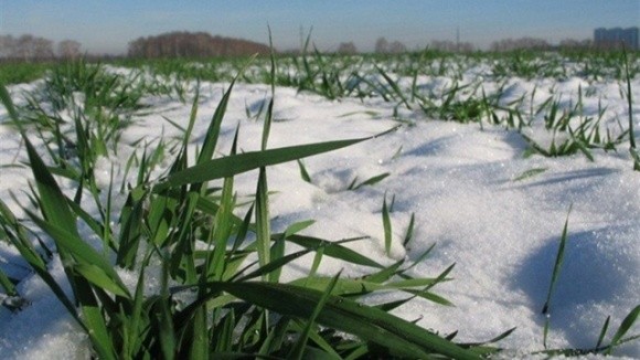 Коливання температур та заморозки на Харківщині негативно вплинули на стан озимих фото, ілюстрація