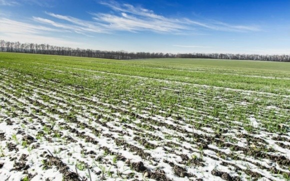 Тепла погода не сприяє перезимівлі озимих, — «УкрАгроКонсалт» фото, ілюстрація