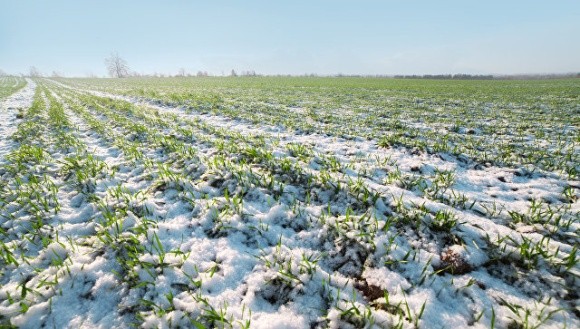 Відсутність морозів у січні сприятливо позначається на посівах озимих зернових — Укргідрометцентр фото, ілюстрація