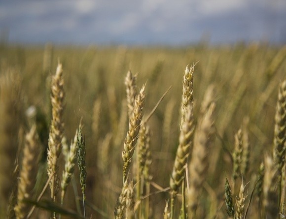 Через посуху може загинути врожай озимих в Криму фото, ілюстрація