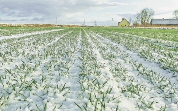 Контроль хвороб озимих зернових в умовах потепління фото, ілюстрація