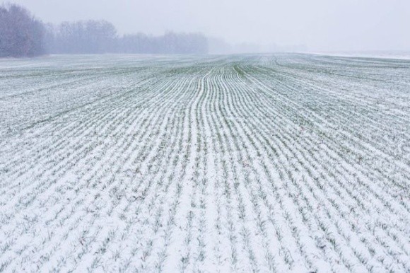 Вимерзання озимої пшениці й жита на більшості територій України вдалося уникнути, — Ануш Балян фото, ілюстрація