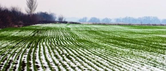 В Україні озимими зерновими лишилося засіяти 6% площ фото, ілюстрація