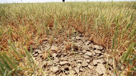 Умови вегетації сільськогосподарських культур на тлі посухи погіршуються фото, ілюстрація