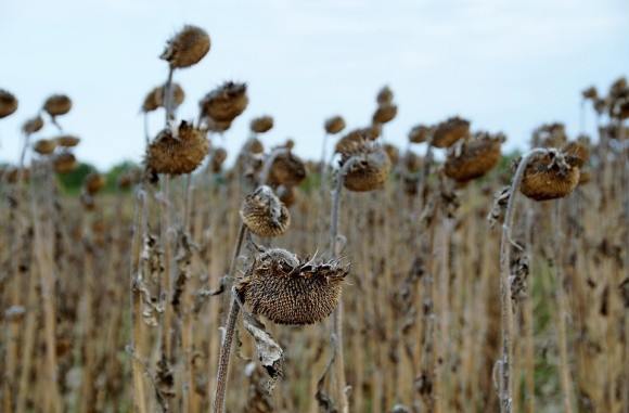 Посіви соняшнику у центральних і південних регіонах потерпають від посухи фото, ілюстрація