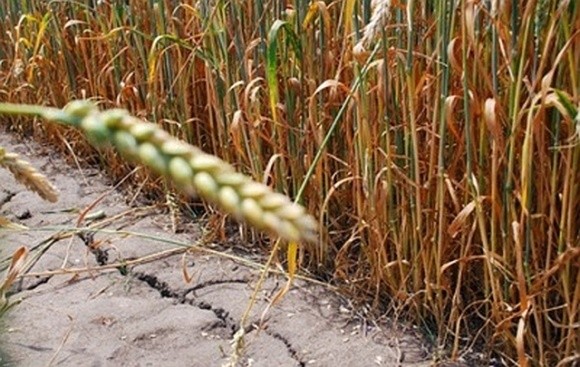 Європейські трейдери назвали причину падіння врожаю зерна в Україні фото, иллюстрация