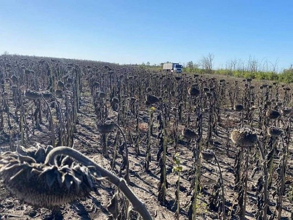 ПАЕК закінчив збирати соняшник фото, ілюстрація