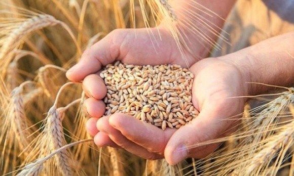 Палестина отримала зерно в рамках гуманітарної програми «Grain from Ukraine» фото, ілюстрація