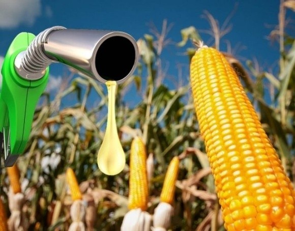 Прогнозоване падіння ринку нафти незабаром опустить ціни на кукурудзу фото, ілюстрація