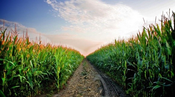 Агролайфак: принципи розробки системи азотного живлення кукурудзи фото, ілюстрація