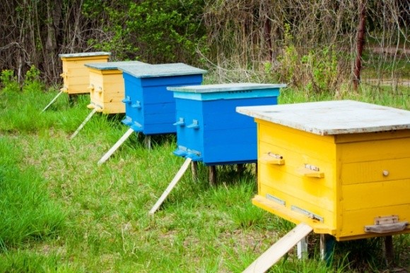 Держава підтримає бджолярів дотаціями фото, ілюстрація