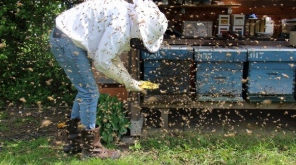 На Рівненщині бджоли до смерті закусали пасічника фото, ілюстрація